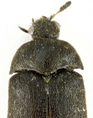 Detailní snímek jednoho z exemplářů nově objeveného druhu kožojeda moravského (Paranovelsis moravicus).
