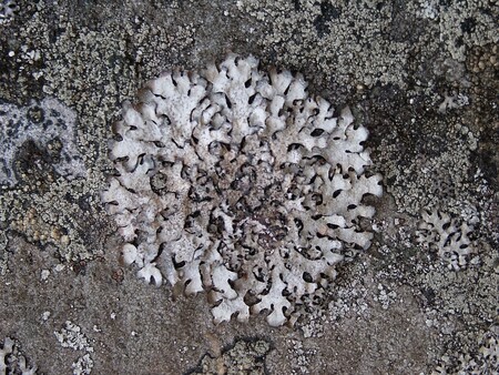 Terčovka skalní patří mezi lišejníky, které jsou používány jako tzv. bioindikační druh (viz závěr článku)
