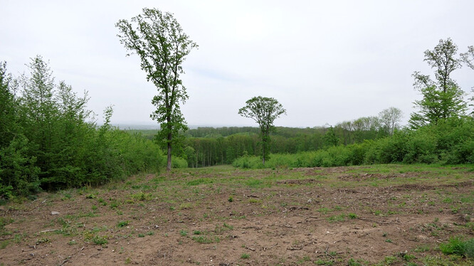 Takto na přelomu dubna a května roku 2019 vypadala v Milovickém lese (II. zóna CHKO Pálava) paseka po přípravě půdy.