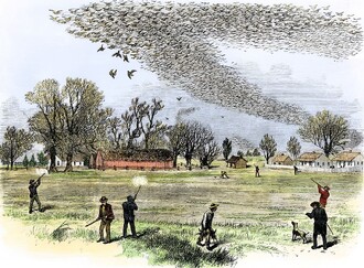 Lov holubů stěhovavých, Lousiana, 1875.