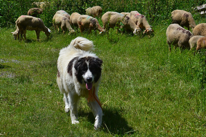 Třeba ve Švýcarsku si můžete úseky trasy hlídané pasteveckými psy předem vyhledat ve veřejně dostupných a pravidelně aktualizovaných mapách.