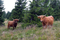 Pastva dobytka v Jeseníkách
