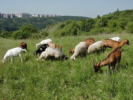 Řízená pastva stáda ovcí a koz na louce nad "Vysokou". V pozadí sídliště Barrandov.