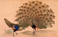 Páv zelený na japonské malbě z 18. století