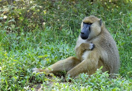 Livingstone je oblíbenou turistickou destinací pro návštěvníky nedalekých Viktoriiných vodopádů a národního parku. Podle místních úřadů se však divoká zvířata v blízkosti elektrárny pohybují jen zřídka. Loni při podobném incidentu v Keni způsobila opice celostátní výpadek elektřiny. / ilustrační foto