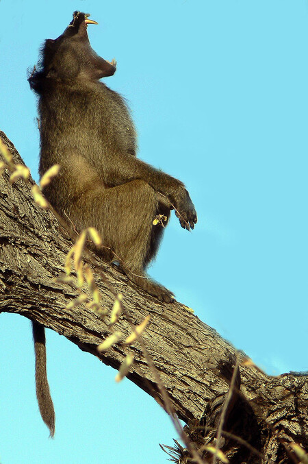 Pavián čakma Pavián čakma