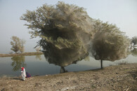 Pavouci v Pákistánu obsadili stromy