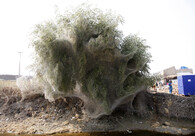 Pavouci v Pákistánu obsadili stromy