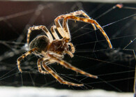 pavouk v síti