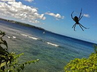 Pavouk na ostrově Guam