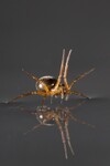 pavouk Linyphiid využívá nohy jako plachtu