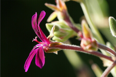 Výtažek z muškátu Pelargonium sidoides je báječný proti zánětů průdušek a bronchitidám. V jižní Africe se používá už po staletí.