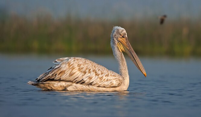 Letiště by mělo vzniknout v chráněné krajinné oblasti Vjosa-Narta, která podle expertů představuje s rozlohou 19000 hektarů jednu z nejcennějších mokřadních oblastí v celém Středomoří. Je domovem 200 druhů ptáků včetně pelikánů dalmatských.