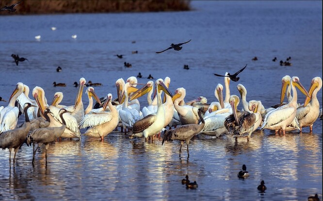 Podle odhadů je mezi nimi 45 000 hladových pelikánů, kteří patří k těm největším druhům a jimž chutnají ryby z chovů. To ale stojí rybářství mnoho peněz a pro pelikány to může skončit špatně.