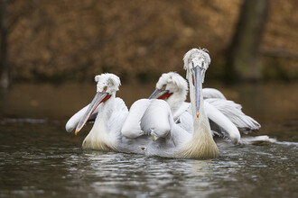 V latinském názvosloví jsou pelikáni skvrnozobí označovaní jako filipínští podle místa, kde byli poprvé popsáni