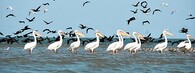 pelikáni