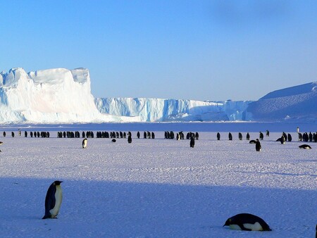 Pokud se naplní předpovědi, které v průběhu tohoto století předpokládají obrovský úbytek pobřežního ledu v Antarktidě, může se populace tučňáků celosvětově snížit o 50 až 70 procent. / Ilustrační foto