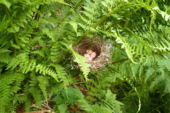 Hnízdo v kapradí. Hnízdo v kapradí.
