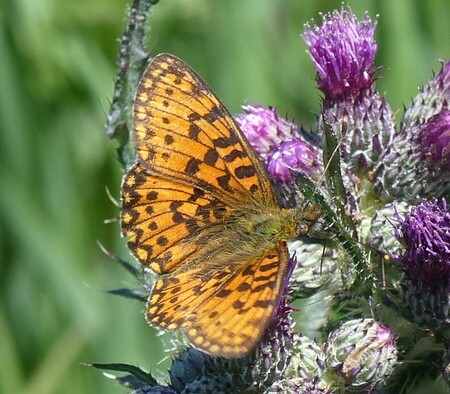 Perleťovec dvanáctitečný Perleťovec dvanáctitečný