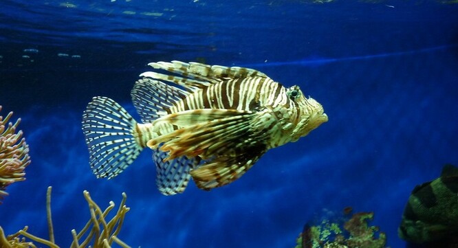 Perutýn ohnivý proplul Suezem v roce 2012, rychle se množí a požírá mladé rybky původních středozemních druhů.