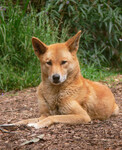 Divoký pes - Dingo