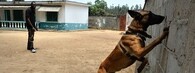 pes cvičený k hledání slonoviny
