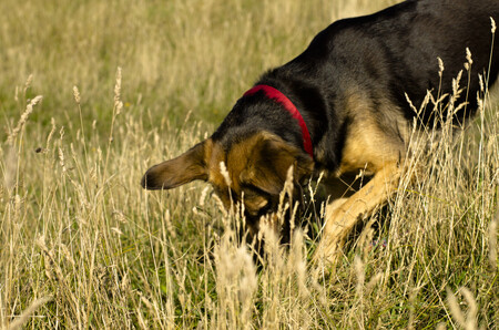 Maďarští ochránci přírody pracují s německým ovčákem, ale pro úspěšnou práci to není podmínkou. Vhodný je prakticky kterýkoli středně velký pes.