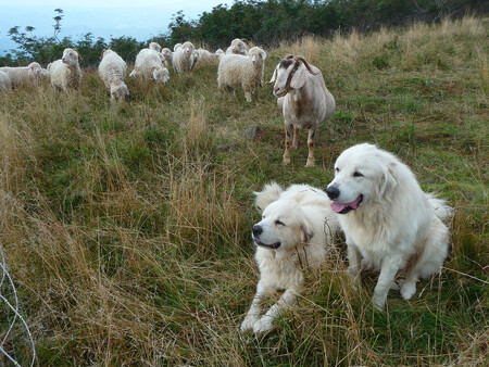Na nákup pasteveckých psů můžete dostat dotaci. Před vlky ochrání. Na nákup pasteveckých psů můžete dostat dotaci. Před vlky ochrání.