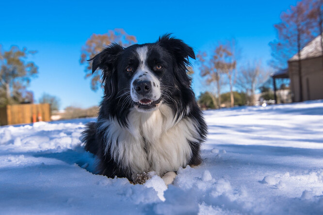 Volně pobíhající pes je pro volně žijící zvířata velkým nebezpečím. Zejména v zimě.