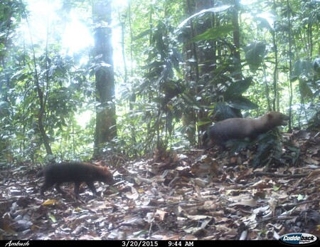 O psech pralesních má věda jen minimum dostupných zpráv a počet aktuálních fotografických nebo kamerových záznamů se limitně blíží nule. Záběr na psy pralesní z fotopasti v Pirre, v provincii panamské Darién.