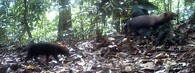 pes pralesní