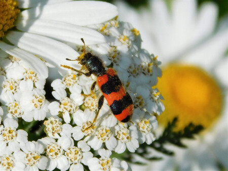 květnaté pásy hostí výrazně více hmyzích druhů, než jakýmkoli způsobem sečené městské trávníky.