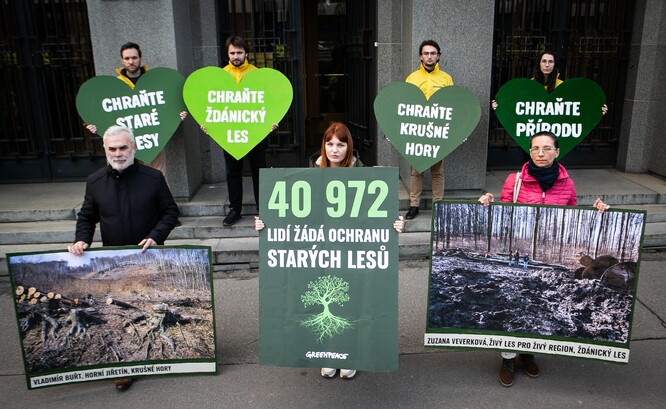 Výzva Greenpeace za záchranu starých lesů.