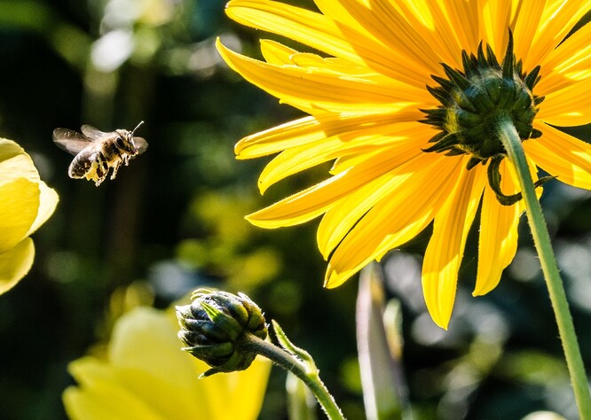 Orientace na východ rostlinám už od brzkého rána zaručí více světla, větší teplo a tudíž mnohem více včel.