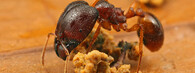 Pheidole mravenec