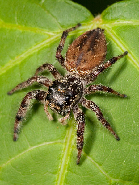 Samička pavouka rodu Phidippus clarus.