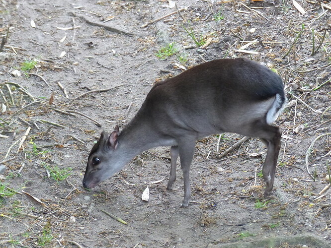 Chocholatky modré západní jsou nejmenším druhem chocholatky. Chocholatky modré západní jsou nejmenším druhem chocholatky.