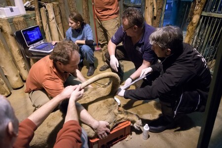 Veterináři v pražské zoo ve středu uměle oplodnili samici lva indického Ginni.