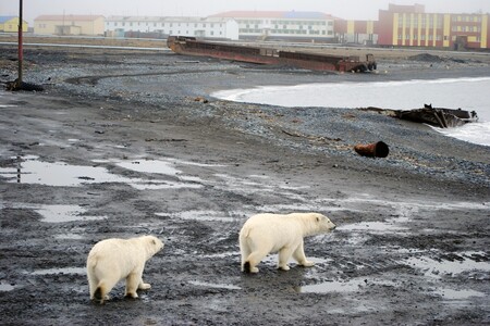 Lední medvědi se kvůli úbytku ledu přesouvají na souš, i do blízkosti vesnic.