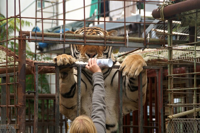 Ilustrační foto tygr chovaného v nevhodných podmínkách.