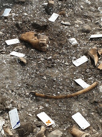 Koňská čelist nalezená na vykopávkách v dánském Ginnerupu v červnu 2021.