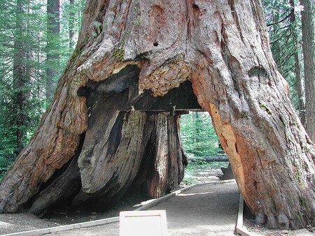 Tunel ve stromě vytesali v roce 1880 dřevorubci. Snad proto, že kmen byl rozložitý a zela v něm prasklina od zásahu bleskem.