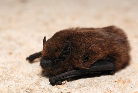 V Umrlčí jeskyni se netopýři běžně nesčítají, překvapením proto byl hojný počet zimujícího netopýra hvízdavého.