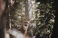 jelen v lese