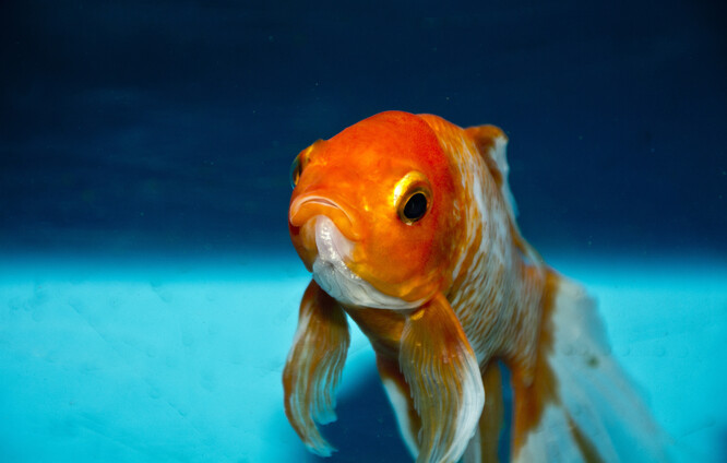Karas zlatý je běžnou rybou, která ale ve velkém prostředí, například v rybníku, bez přirozeného predátora může dorůst velkých rozměrů. Ilustrační foto