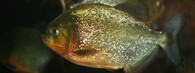 Pirani červené (Pygocentrus nattereri)