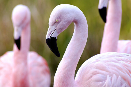 Odchyt pelikánů je každoročně náročný, ošetřovatelé je musí chytat holýma rukama, aby je nezranili.
