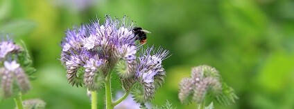 Včela na rostlině Foto: Juraj Berta Pixabay