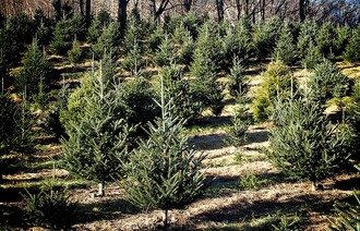Většina vánočních stromků na českém trhu bude z dovozu