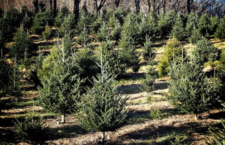 Nevyužité vánoční stromky nemusí končit ve spalovně. Aneb z plantáže do zoo. Ilustrační foto
